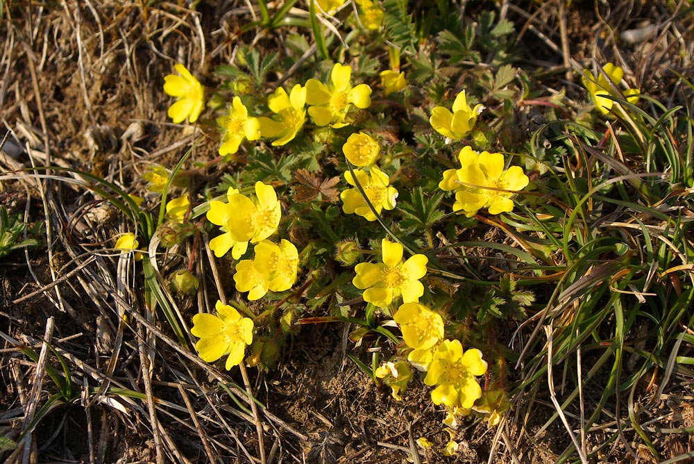 Potentilla crantzii / Potentilla villosa